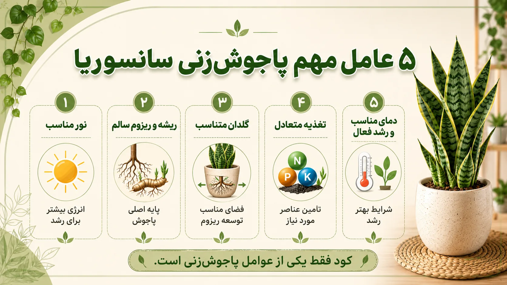 پنج عامل مهم پاجوش زنی سانسوریا شامل نور ریشه گلدان تغذیه و دما