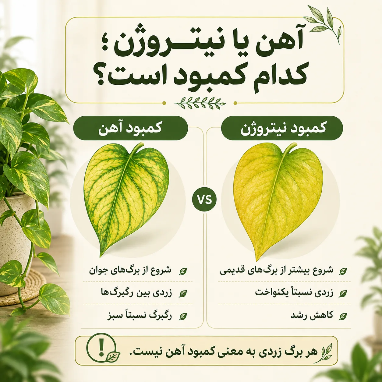 تفاوت کمبود آهن و نیتروژن در زرد شدن برگ پتوس