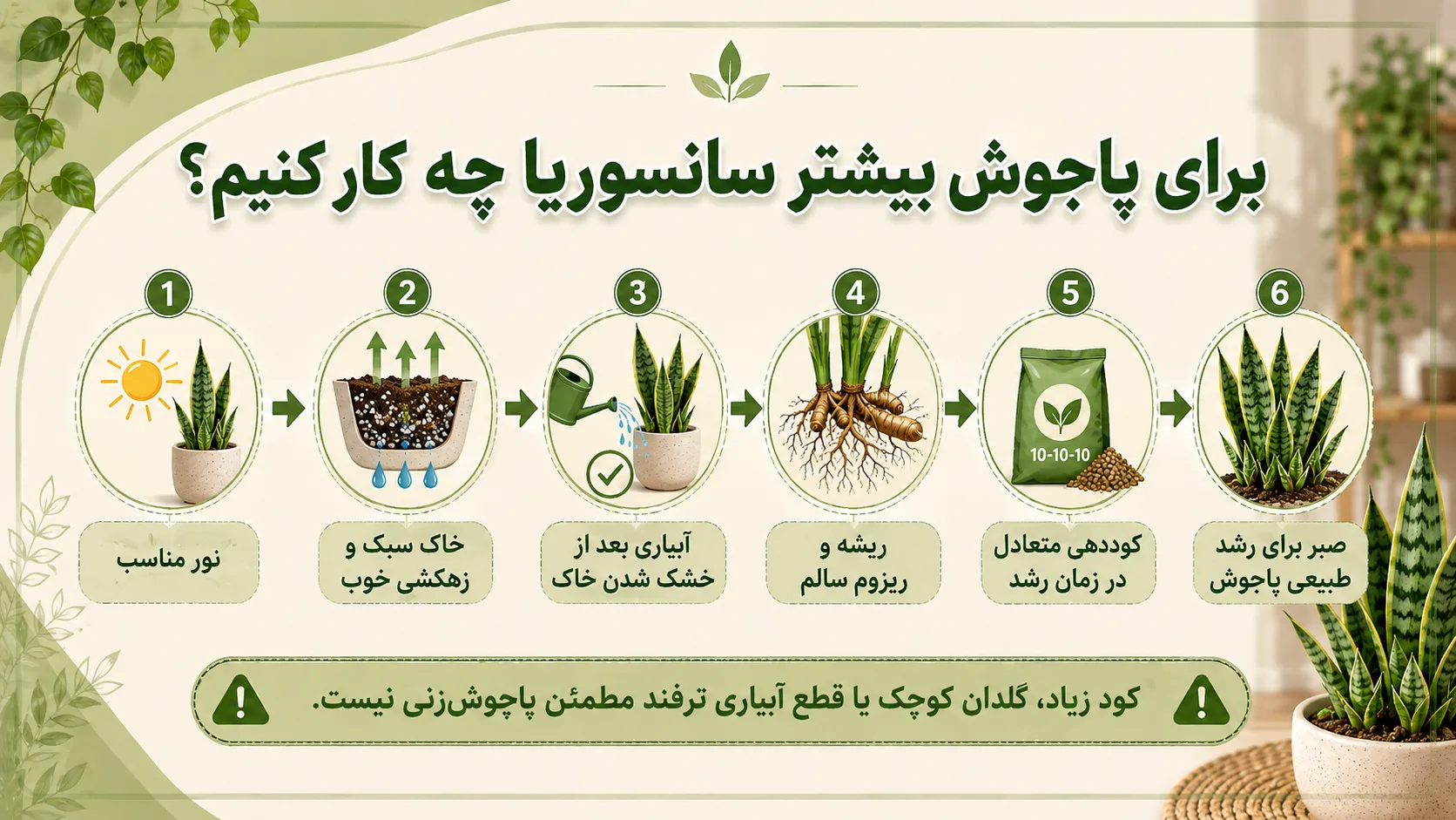 مراحل افزایش پاجوش سانسوریا از نور و خاک تا آبیاری ریشه و کوددهی