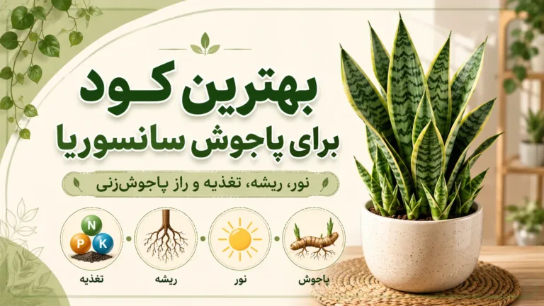 بهترین کود برای پاجوش سانسوریا چیست؟ راهنمای کامل تغذیه و افزایش پاجوش