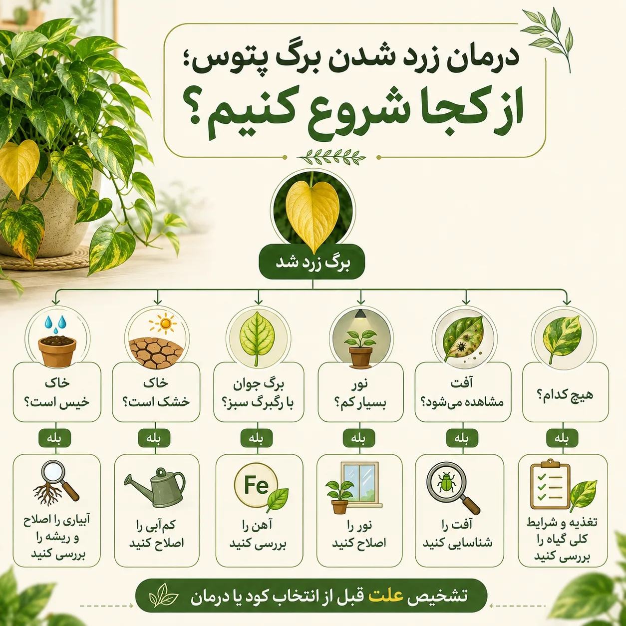 علت زرد شدن برگ پتوس چیست؟ ۱۲ علت مهم + تشخیص و درمان