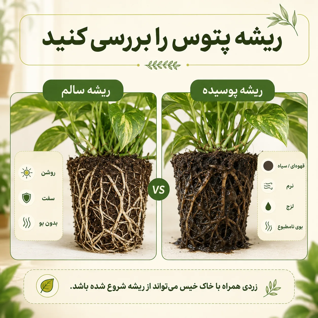 مقایسه ریشه سالم و ریشه پوسیده پتوس