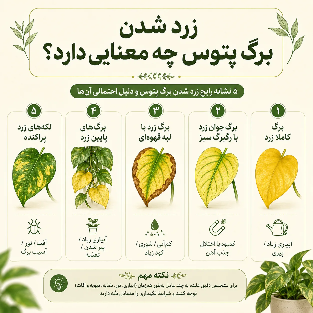 تشخیص علت زرد شدن برگ پتوس از روی شکل برگ