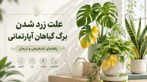 علت زرد شدن برگ گیاهان آپارتمانی؛ ۱۴ علت + درمان