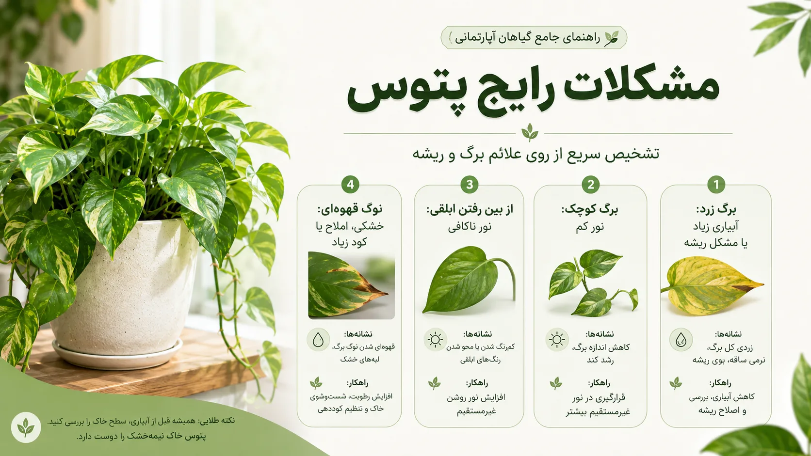 مشکلات رایج پتوس شامل برگ زرد برگ کوچک کاهش ابلقی و نوک قهوه ای