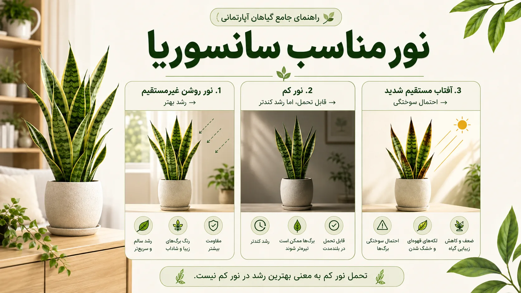 نور مناسب سانسوریا نور مناسب سانسوریا و مقایسه نور غیر مستقیم نور کم و آفتاب مستقیم
