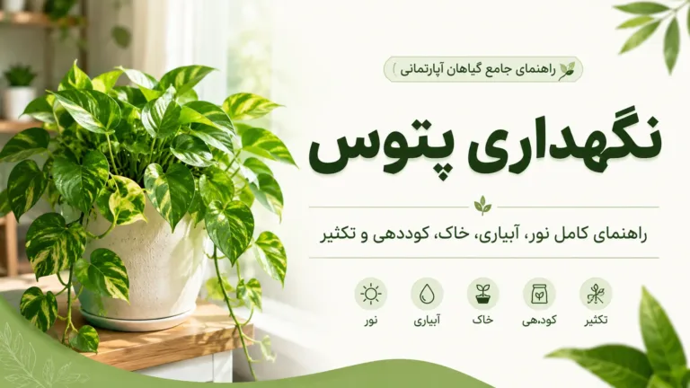 نگهداری پتوس؛ راهنمای کامل نور، آبیاری، خاک، کود و تکثیر