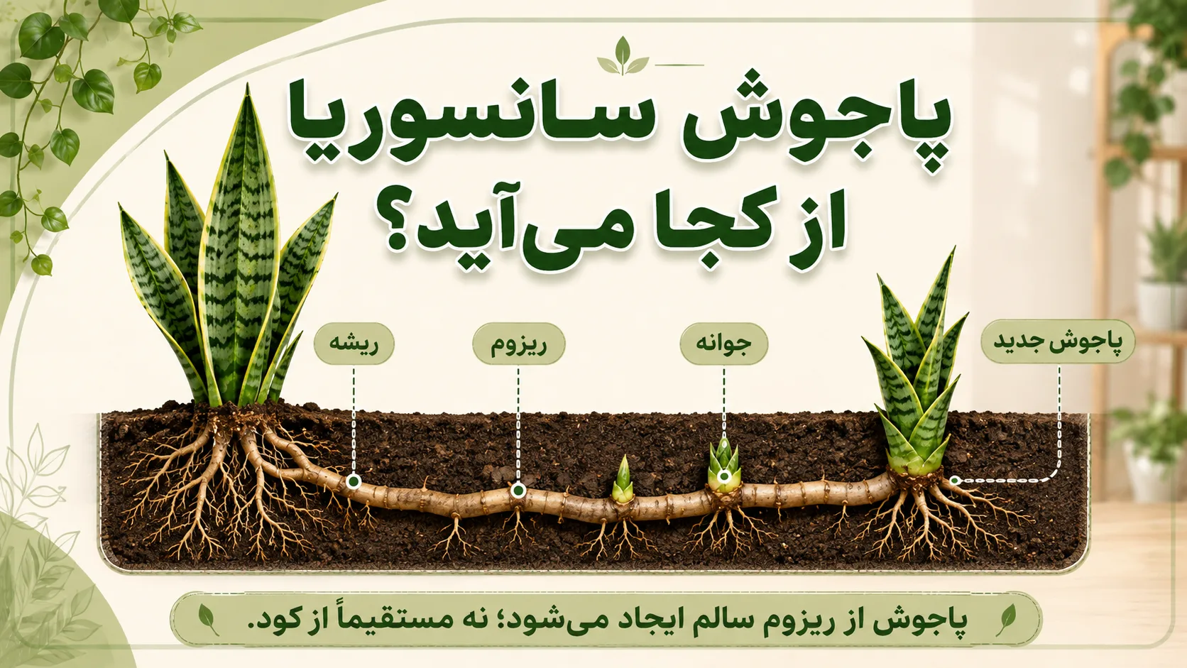 پاجوش سانسوریا از ریزوم زیر خاک و نحوه تشکیل جوانه جدید