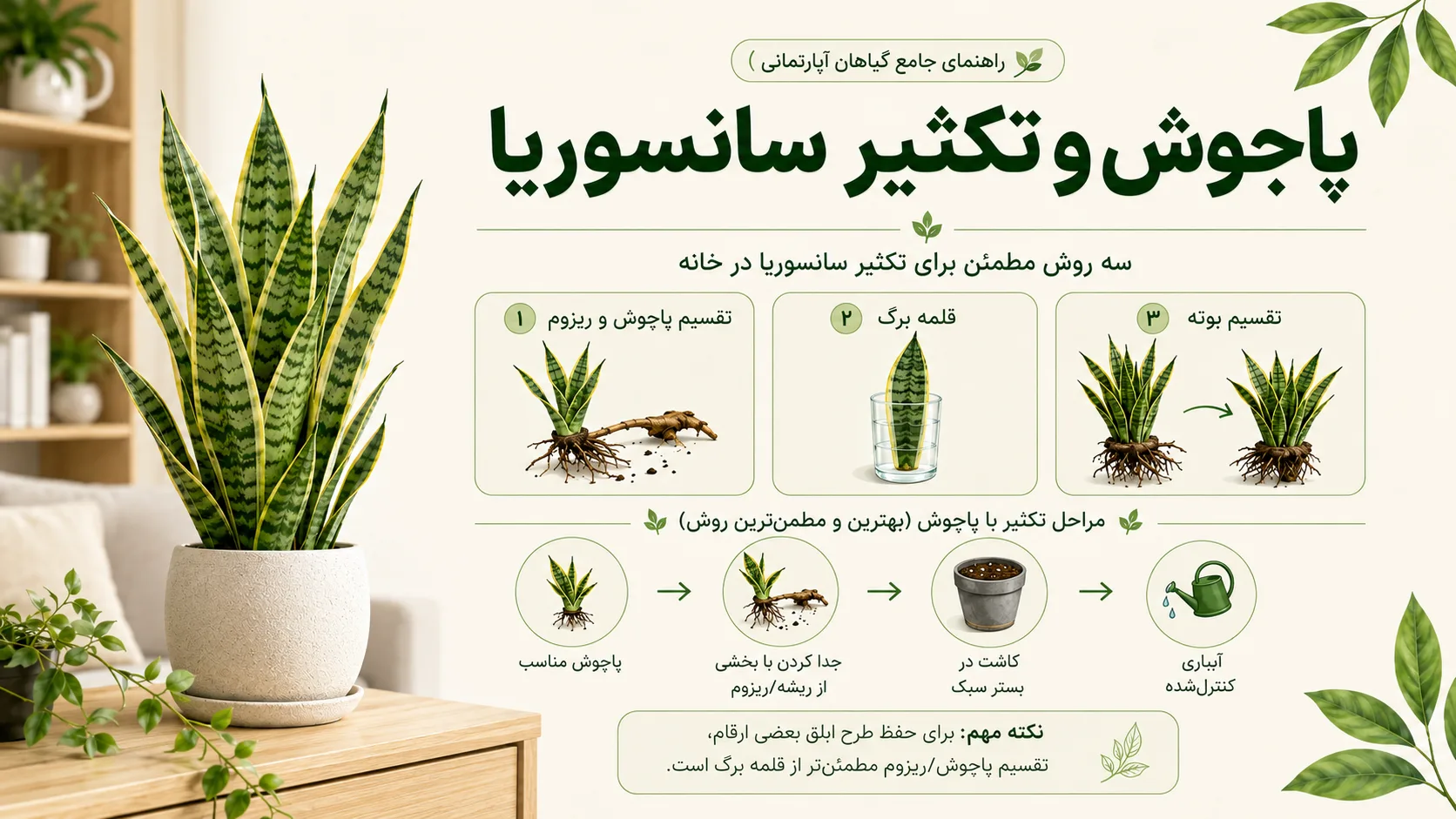پاجوش و تکثیر سانسوریا پاجوش و تکثیر سانسوریا با تقسیم ریزوم قلمه برگ و تقسیم بوته