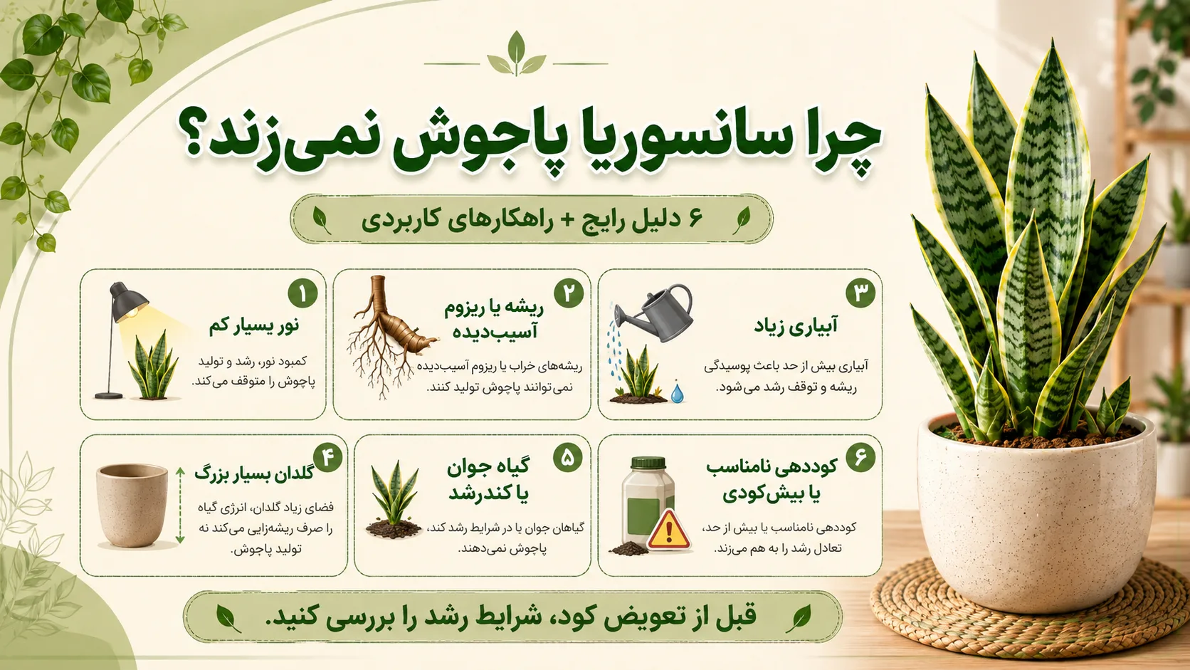 علت پاجوش نزدن سانسوریا شامل نور کم آبیاری زیاد ریشه آسیب دیده و گلدان بزرگ