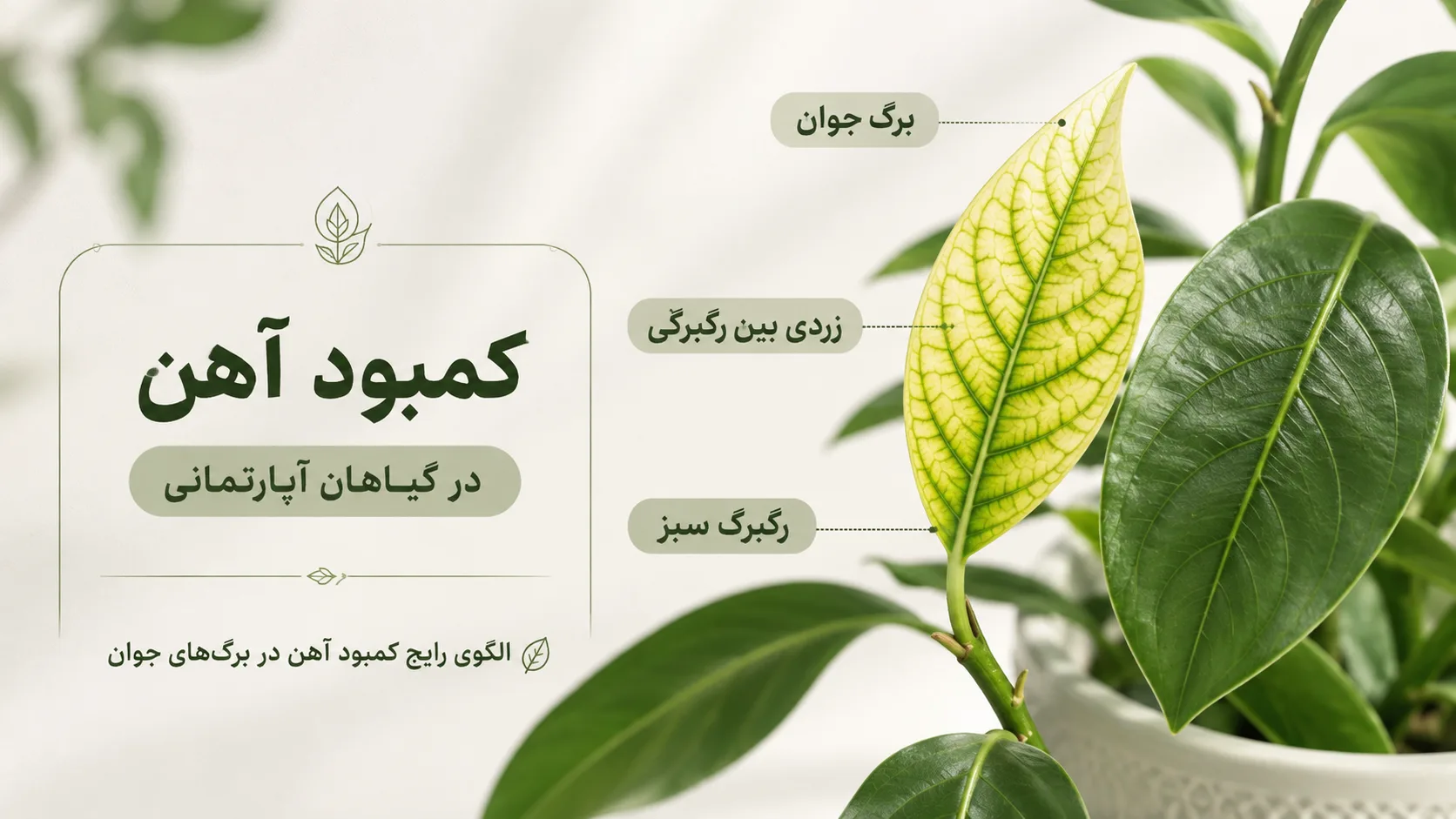 نشانه کمبود آهن در برگ جوان گیاه آپارتمانی با رگبرگ سبز
