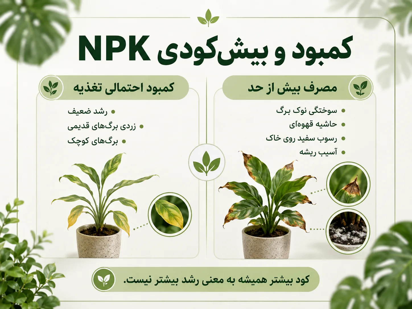 کمبود و بیش کودی NPK علائم کمبود و بیش کودی NPK در گیاهان آپارتمانی