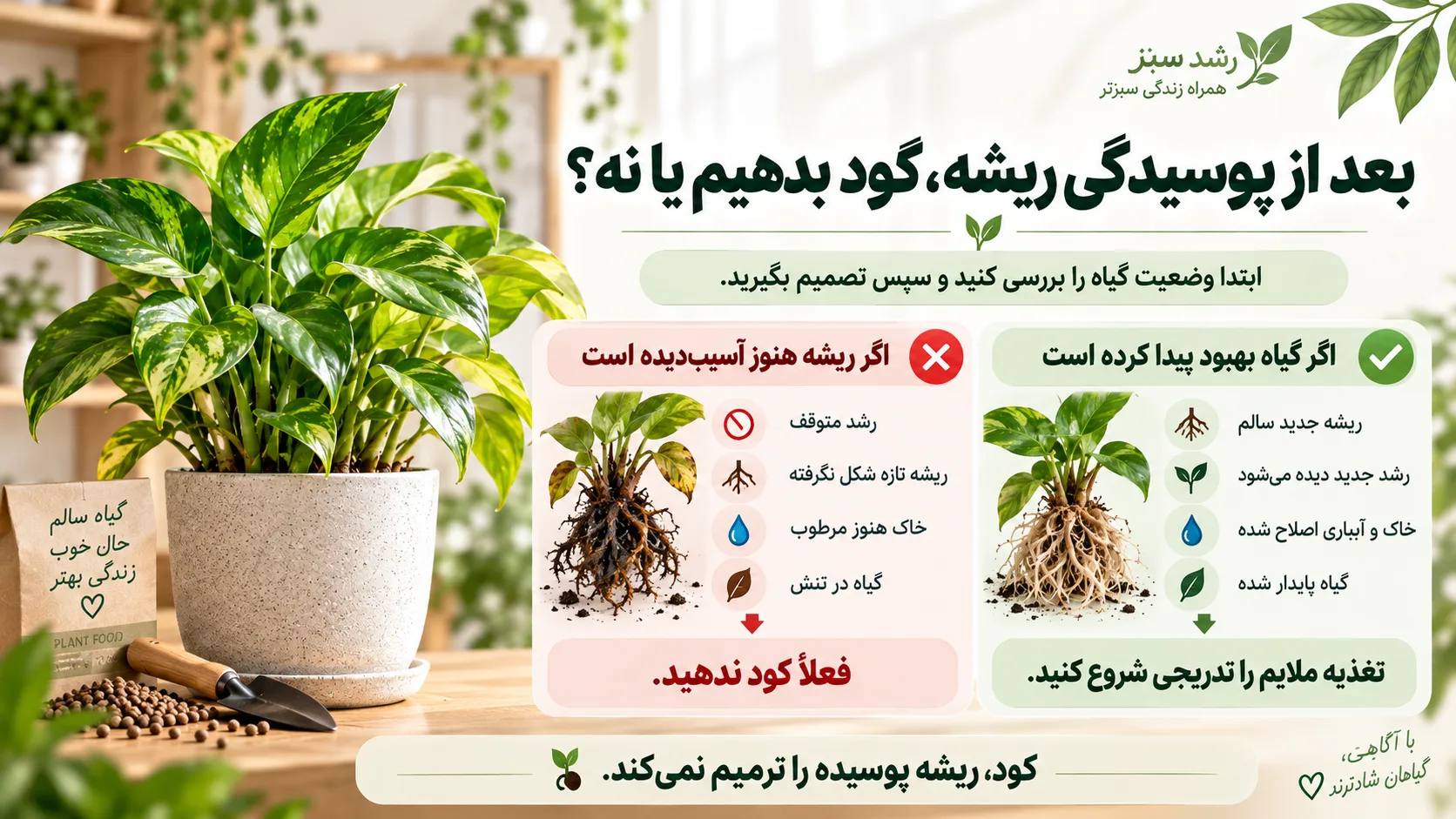 بعد از پوسیدگی ریشه کود بدهیم یا نه زمان کوددهی بعد از درمان پوسیدگی ریشه گیاه