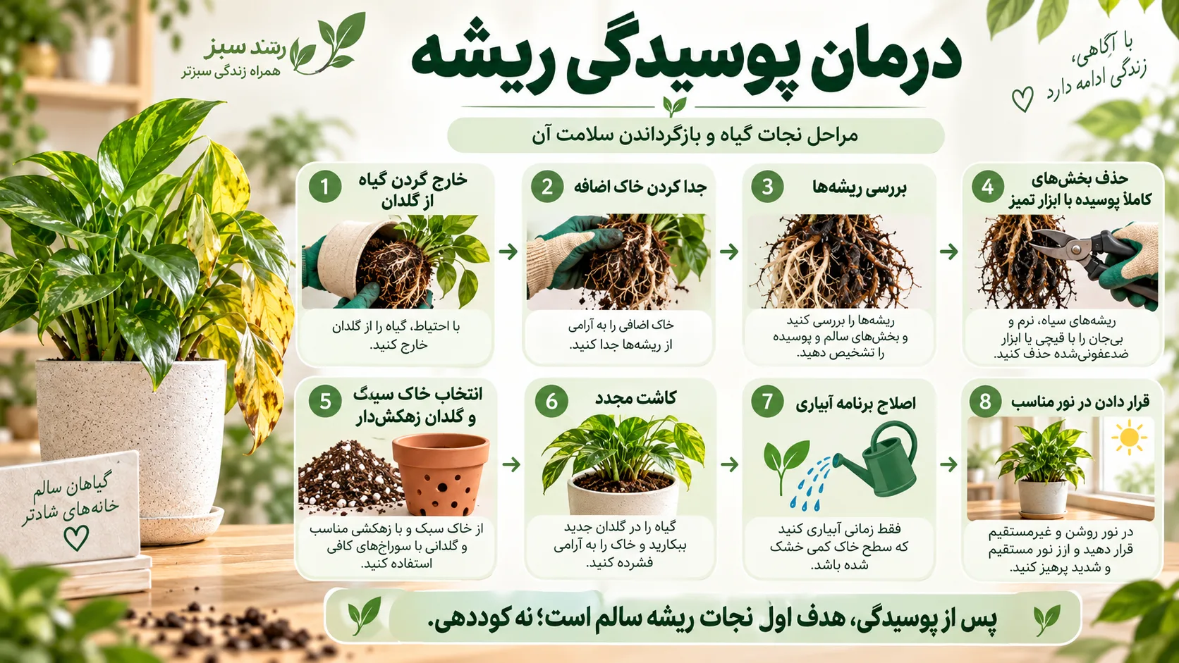 درمان پوسیدگی ریشه درمان پوسیدگی ریشه گیاهان آپارتمانی مرحله به مرحله