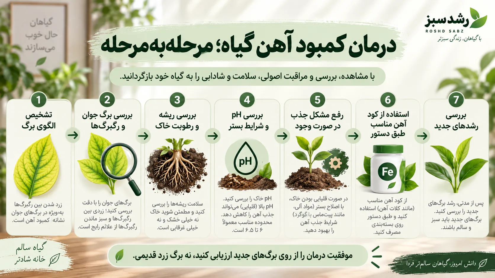 درمان کمبود آهن گیاه مرحله به مرحله درمان کمبود آهن گیاه مرحله به مرحله از تشخیص تا کود آهن