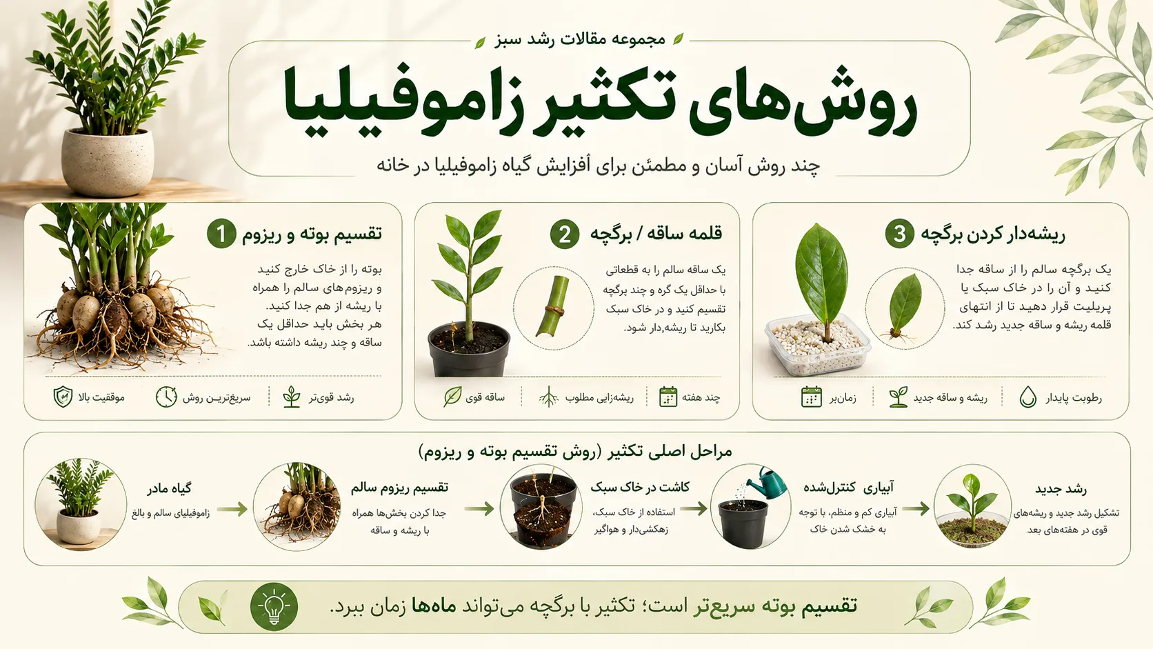 روش های تکثیر زاموفیلیا روش های تکثیر زاموفیلیا با تقسیم ریزوم قلمه ساقه و برگچه