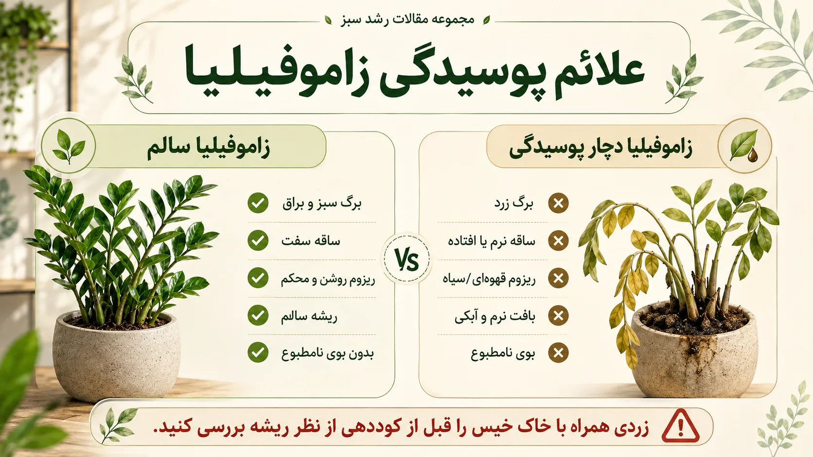 علائم پوسیدگی زاموفیلیا علائم پوسیدگی زاموفیلیا و تفاوت گیاه سالم با ریشه و ریزوم پوسیده