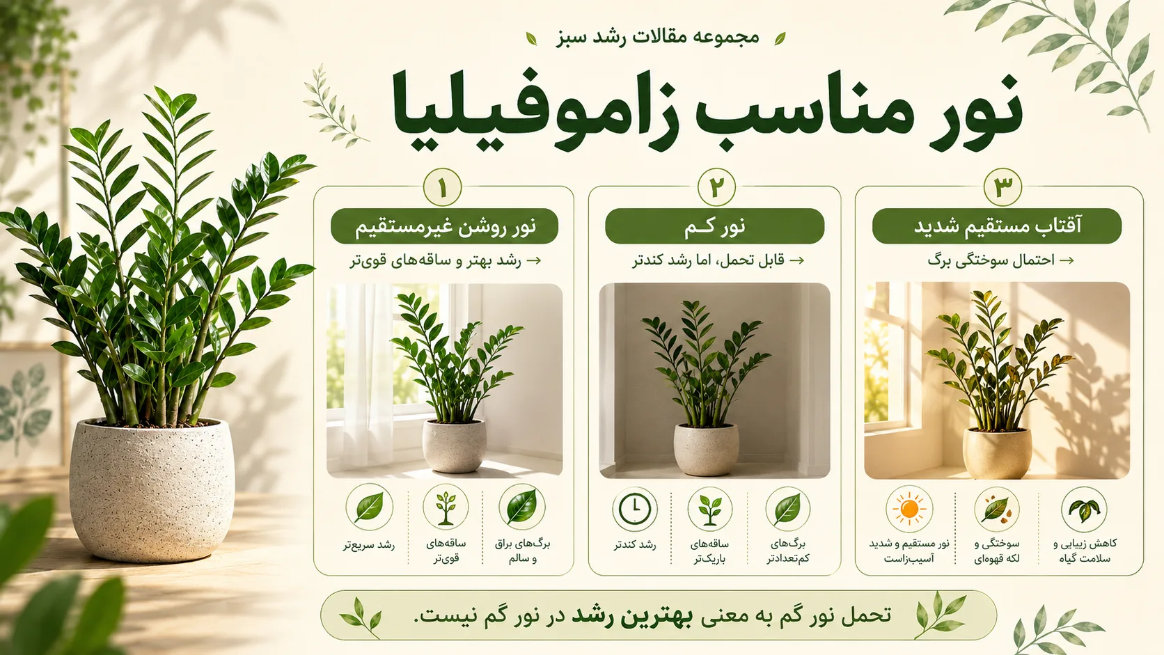 نور مناسب زاموفیلیا نور مناسب زاموفیلیا و تفاوت نور غیر مستقیم نور کم و آفتاب مستقیم
