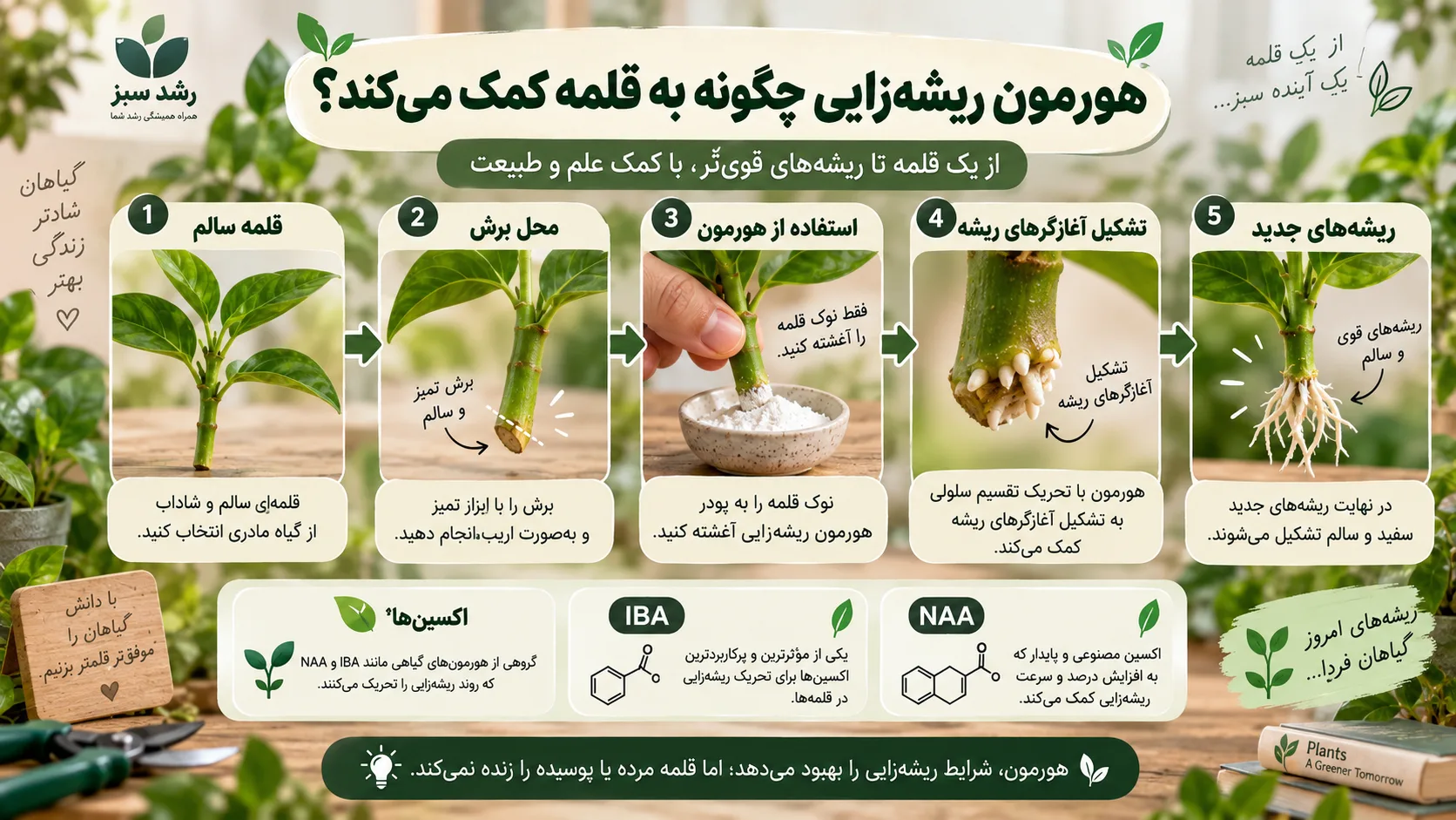 هورمون ریشه زایی چگونه به قلمه کمک می کند نحوه عملکرد هورمون ریشه زایی روی قلمه و تشکیل ریشه جدید