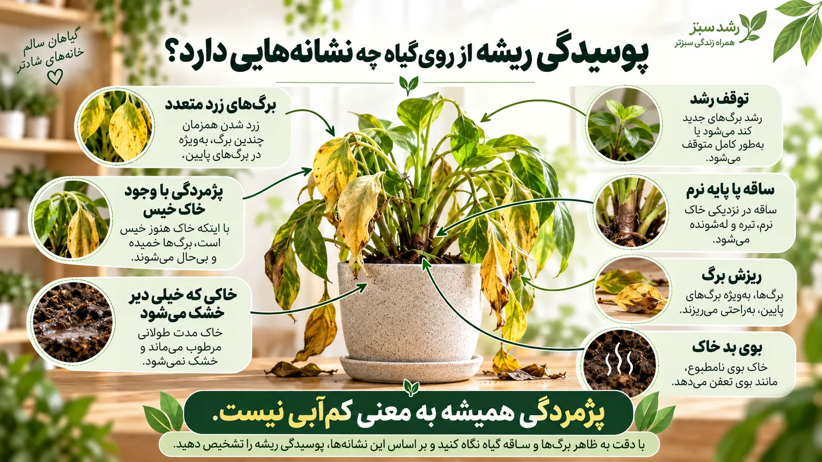 پوسیدگی ریشه از روی گیاه چه نشانه هایی دارد علائم پوسیدگی ریشه روی برگ و ساقه گیاهان آپارتمانی