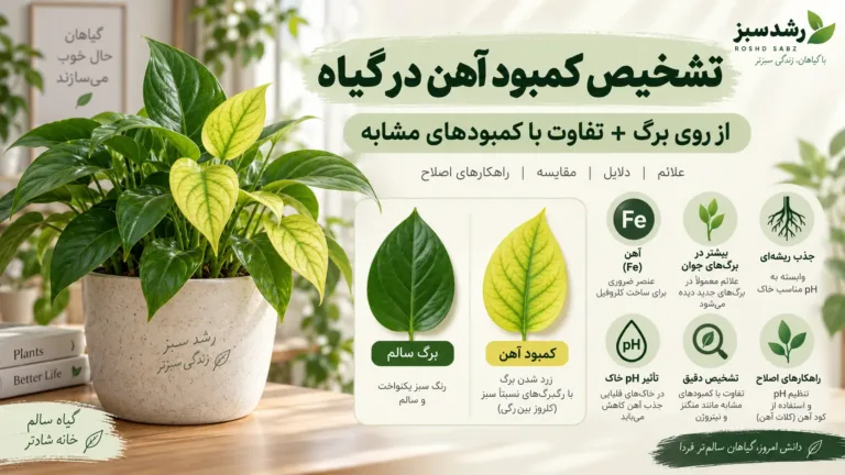 تشخیص کمبود آهن در گیاه از روی برگ و کلروز بین رگبرگی