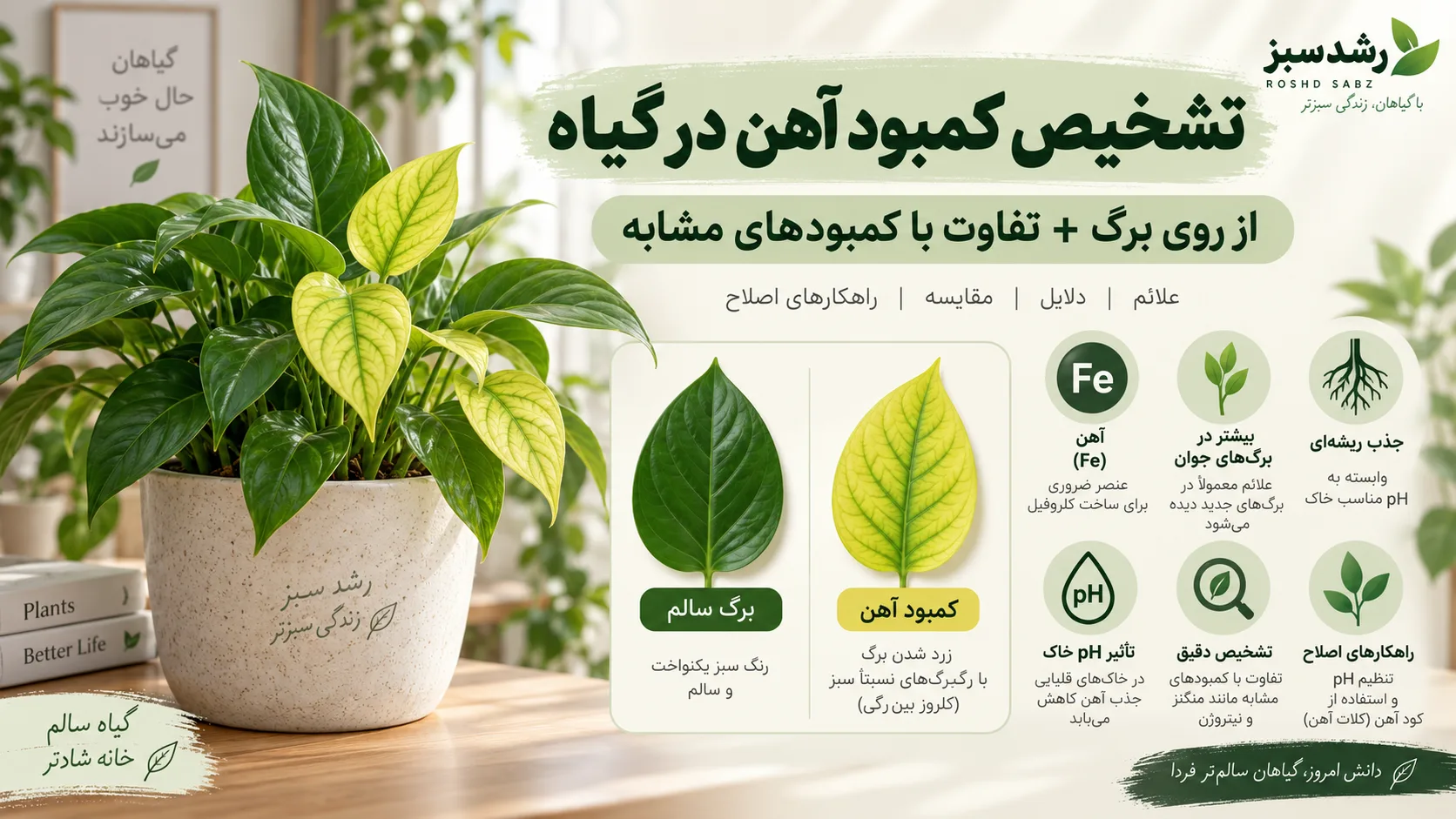 تشخیص کمبود آهن در گیاه از روی برگ؛ علائم، تفاوت با نیتروژن و درمان