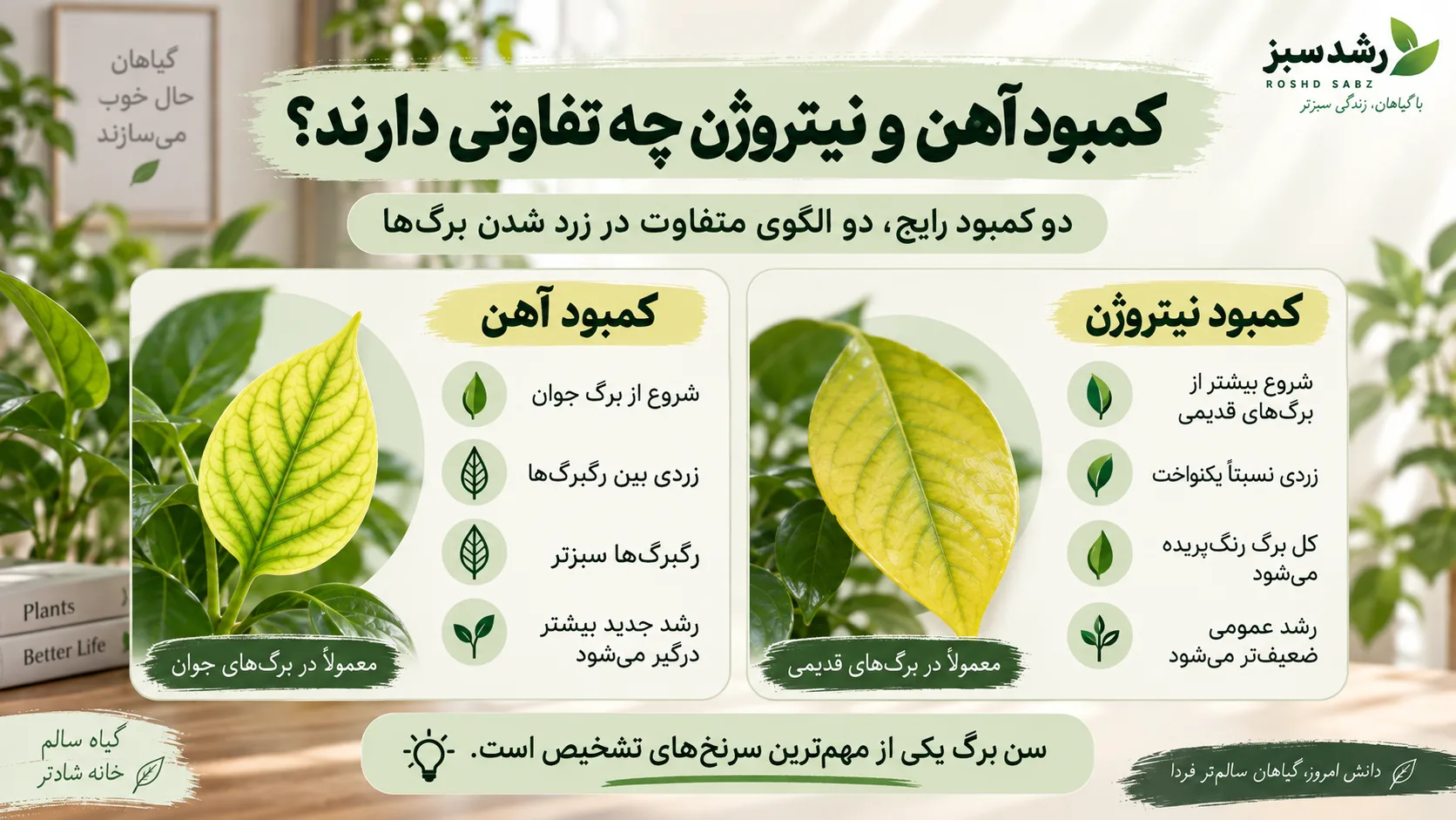 کمبود آهن و نیتروژن چه تفاوتی دارند تفاوت کمبود آهن و کمبود نیتروژن در برگ گیاه